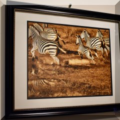 A15c. Framed zebras photo. 20”x16” - $25 each